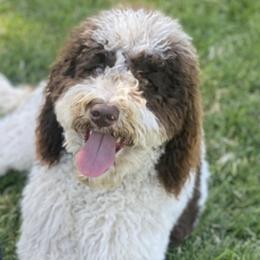 Sally - Goldendoodle