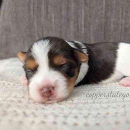 Yorkshire Terrier Puppies from Copper State Yorkies