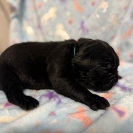 Lt Blue Collar - Black male Cane Corso puppy in Paris, Texas from Knucklehead Cane Corso