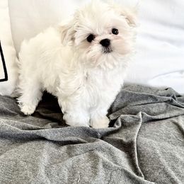 Rowdy - White male Maltese puppy in Phoenix, Arizona from Bella Dolce Maltese