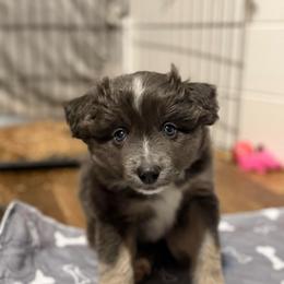 Dilute Black Tri Girl - Black tri female Miniature American Shepherd puppy in Lake Ariel, Pennsylvania from Dream’s Edge Farm