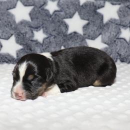 Samara - Black tri female Miniature Australian Shepherd puppy in Guthrie, Oklahoma from Raised Right Pups