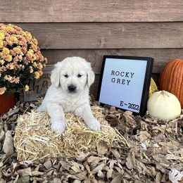 Golden Retriever Puppies from Sunkissed Retrievers