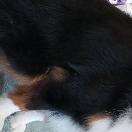 Aussiedoodles and Miniature American Shepherds from Rosewood Companions