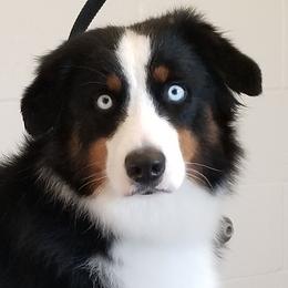 Aussiedoodles and Miniature American Shepherds from Rosewood Companions