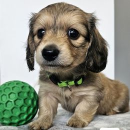 Lt. Green Girl   'Mei' - Cream female Dachshund puppy in Parkersburg, West Virginia from Bourbon Barrel Ridge Doxies