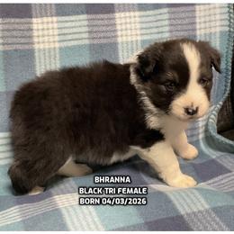 Bhranna - Black tri-color female Australian Shepherd puppy in Bethany, Connecticut from Wynter Thyme Manor Australian shepherds