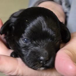 Poodle puppies from Happier with Dogs