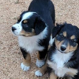 Australian Shepherds from Tanglewood Australian Shepherds
