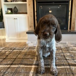 Girl 1 - Brown and gray female Wirehaired Pointing Griffon puppy in Shelley, Idaho from Western Gundogs