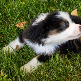 Miniature American Shepherd and Miniature Australian Shepherd Puppies from Bellewynd Acres