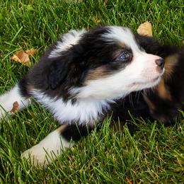 Miniature American Shepherd and Miniature Australian Shepherd Puppies from Bellewynd Acres