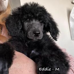 Eddie - Black male Poodle puppy in Greenwich, New York from MizzElle’s Standard Poodles