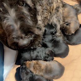 Pumpkin - Black female Scottish Terrier puppy in Mancelona, Michigan from Stefany Farm of Happiness