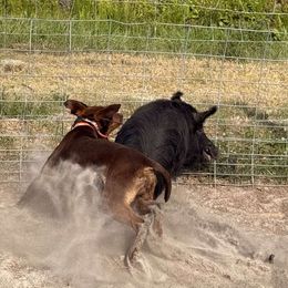 Catahoula Leopard Dog All Grown Up from 7Sins catahoulas