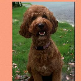 Reba - Goldendoodle