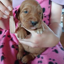 Pink - Dark golden female Golden Retriever puppy in Lanesboro, Minnesota from Eagle Ridge Golden Retrievers