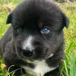Siberian Huskies from Howlin’ Husky Farms