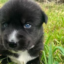 Siberian Huskies from Howlin’ Husky Farms