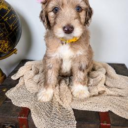 Aussiedoodle Puppies from The Cuddly Dood Ranch