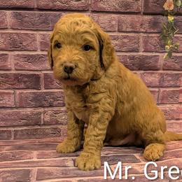 Mr Green - Apricot male Goldendoodle puppy in Lebanon, Pennsylvania from Robertson's Retrievers and Doodles