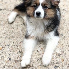 Sporty Mix Puppies from Ebonheart Kennel