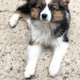 Sporty Mix Puppies from Ebonheart Kennel