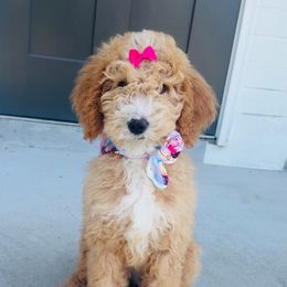 Ivy - Poodle