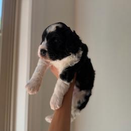 Bernedoodle puppies from Doodles of Love Labradoodles