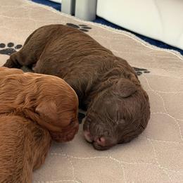 Winston - Brown and white male Cockapoo puppy in Portland, Oregon from Little Luvs Mini Cockapoos