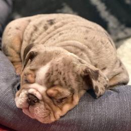 Cinny - Chocolate tri-color female Bulldog puppy in Harrisburg, Pennsylvania from Central PA WiggleButts Bulldogs
