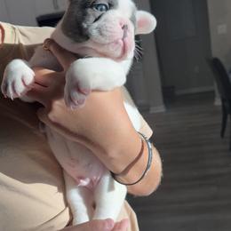 French Bulldog Puppies from The Frenchie Lady Co.