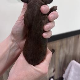 Girl 1 - Chocolate and tan female Dachshund puppy in Gouverneur, New York from Dack Dachshunds