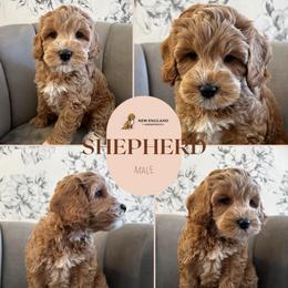 Shepherd - Apricot male Australian Labradoodle puppy in Mendon, Massachusetts from New England Labradoodles