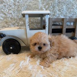 Reed - Cream and white male Shih Tzu puppy in Success, Missouri from Sweet Success