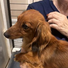 Winston - Dachshund