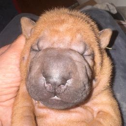 Yellow - Red female Chinese Shar-Pei puppy in Oakwood, Ohio from CarPeiDiem Chinese Shar-Pei