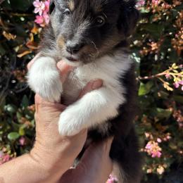 Rose - Black white and tan female Shetland Sheepdog puppy in Oakley, California from SquiresShelties