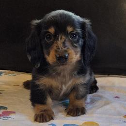 Champion line Dapple boy - Dapple male Dachshund puppy in Newalla, Oklahoma from Roughstock Border Collies and Dachshunds