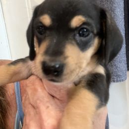 Dachshund Puppies from George Pidgeon
