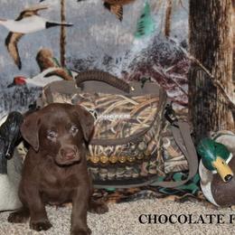 Labrador Retriever Puppies from Copper Creek Outfitters and Kennel