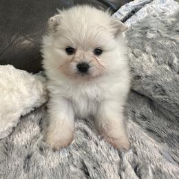 Pup 1 - White female Pomeranian puppy in Sonora, California from NorCal Pomeranians