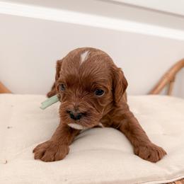 Donut - Red male Cavapoo puppy in Apache Junction, Arizona from Coffey House Doodles