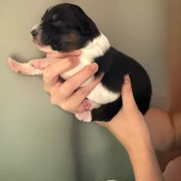 Griffin - Black tri-color male Australian Shepherd puppy in Weeki Wachee, Florida from Ace of Spades Australian Shepherds