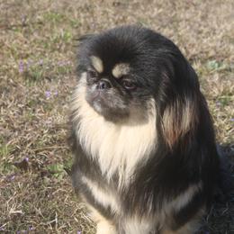 Ozzie - Pekingese