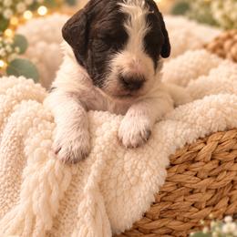 Snape - Parti male Poodle puppy in Washington, Pennsylvania from Patriotic Poodles