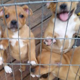 Bull Terrier and Staffordshire Bull Terrier Puppies from Courstaff Staffords