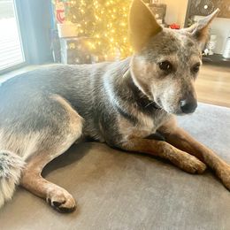 Crash - Australian Cattle Dog