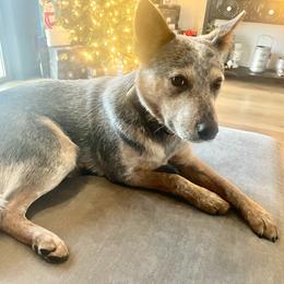 Crash - Australian Cattle Dog