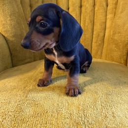 Benjen - Black and tan male Dachshund puppy in China Grove, North Carolina from River Bloom Mini Dachshunds